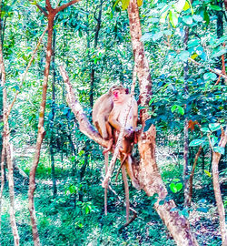 Trees in forest