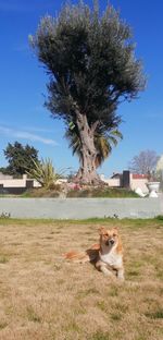 View of a dog on field