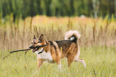 Dog running on field