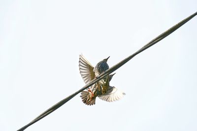 Low angle view of starlings perching on cable against clear sky