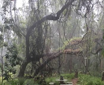 Trees in forest