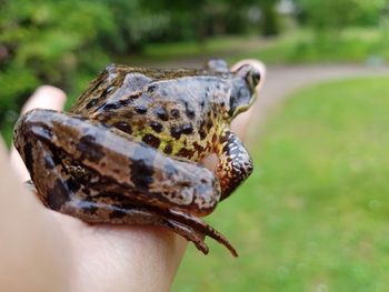 Close-up of hand holding grasshopper