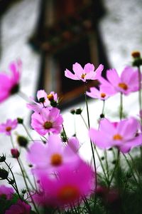 Close-up of pink flowers