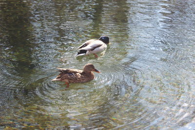 High angle view of ducks swimming in lake