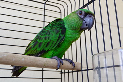 Close-up of parrot perching on metal in cage