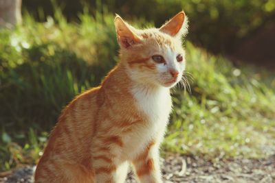 Portrait of ginger cat