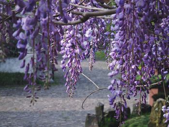 Purple flowers growing on tree