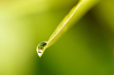Close-up of water drop on leaf