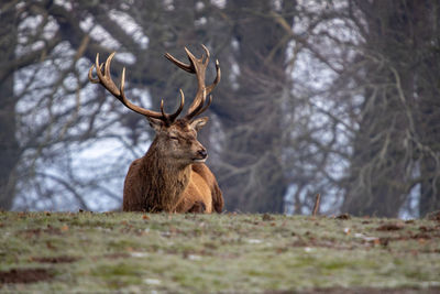 Deer in a forest