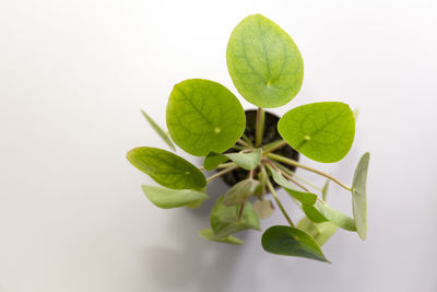 Close-up of green leaves against white background