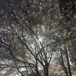 Low angle view of trees in forest