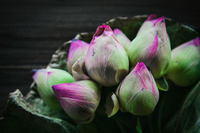 Close-up of pink roses on black background