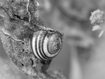 Close-up of snail