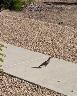 High angle view of bird on ground