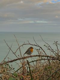 Bird perching on branch