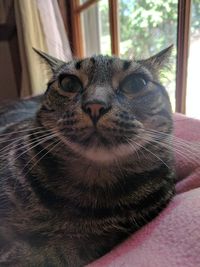 Portrait of cat relaxing at home