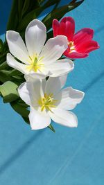 Close-up of white flower