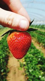 Close-up of hand holding strawberry