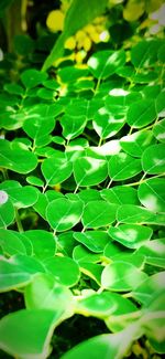 Full frame shot of green leaves