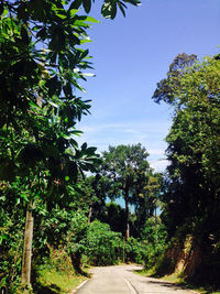 Trees along road