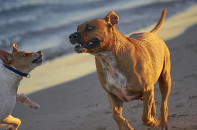 Dogs playing on beach