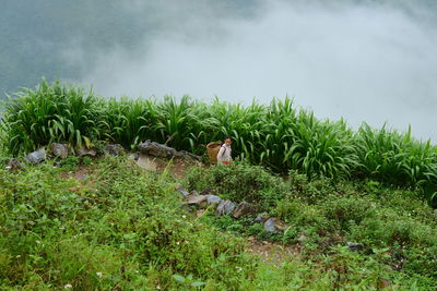 Plants growing on field