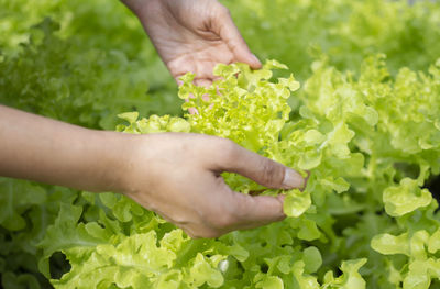 Midsection of person holding leaf
