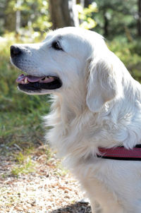 Close-up of a dog