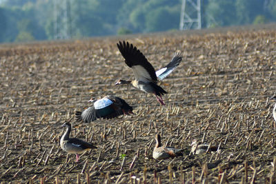 Bird flying over land