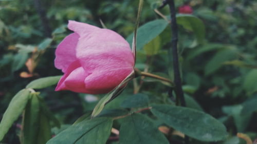 Close-up of pink rose