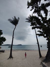 Palm tree on beach against sky