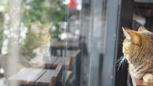 Cat looking through window