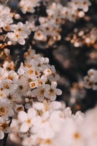 Close-up of white cherry blossom