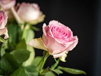 Close-up of pink rose blooming outdoors