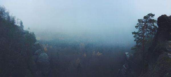 Trees in forest against sky during foggy weather