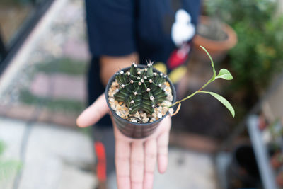 Midsection of woman holding potted cactus