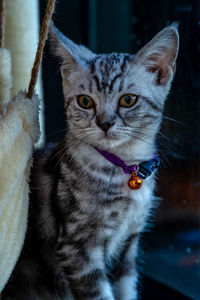 Close-up portrait of tabby cat