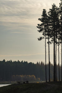 Trees on field against sky during sunset