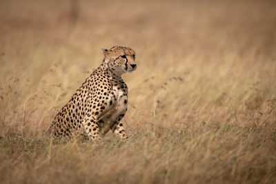 Cheetah sitting on field in zoo