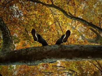 Close-up of birds on tree during autumn