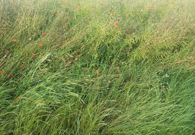 Full frame shot of grassy field