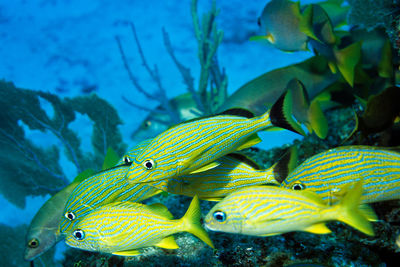 Close-up of fish swimming in sea