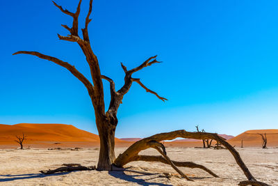 Bare tree on desert against clear blue sky