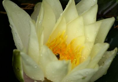 Close-up of yellow flowers