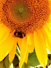 Close-up of bee pollinating on sunflower