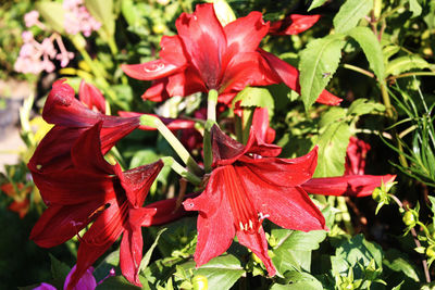 Close-up of red lily flowers