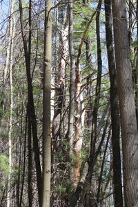 Low angle view of trees in forest