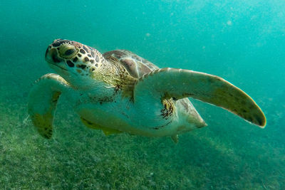 Close-up of turtle swimming in sea