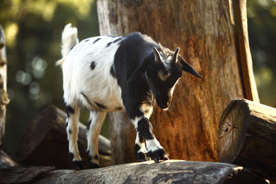 Close-up of goat