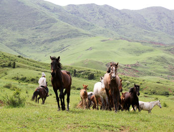 Horses on field against mountains